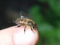 指の上にとまるニホンミツバチ　おとなしく刺さない