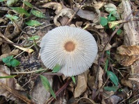 091014_mushroom.jpg