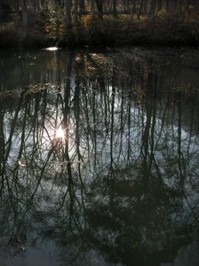 弥生池に映る木々