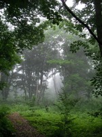 霧に包まれるアファンの森
