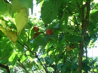 熟し始めたヤマボウシの果実
