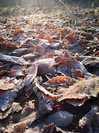 落ち葉も霜で覆われ始めています