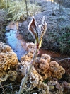 霜に覆われる芽